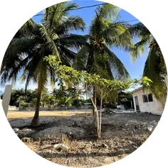 Palmeras junto a una casa en Chelem