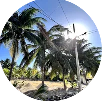 Palmeras bajo el sol de Yucatán