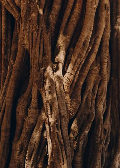 Raíces de árbol entrelazadas