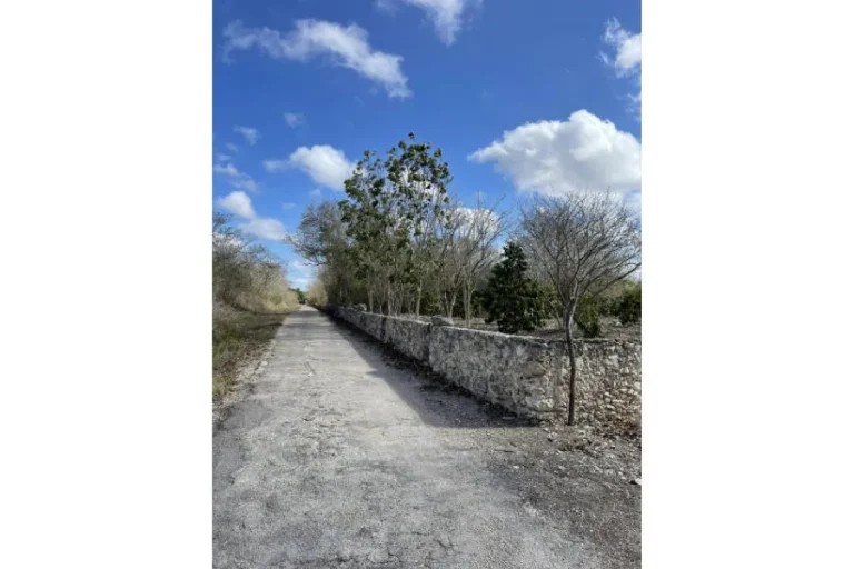 Camino recto junto a un muro bajo de piedra, con árboles y vegetación a ambos lados bajo un cielo azul.