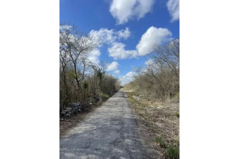 Camino recto de pavimento agrietado entre árboles de follaje escaso, bajo un cielo azul con nubes.
