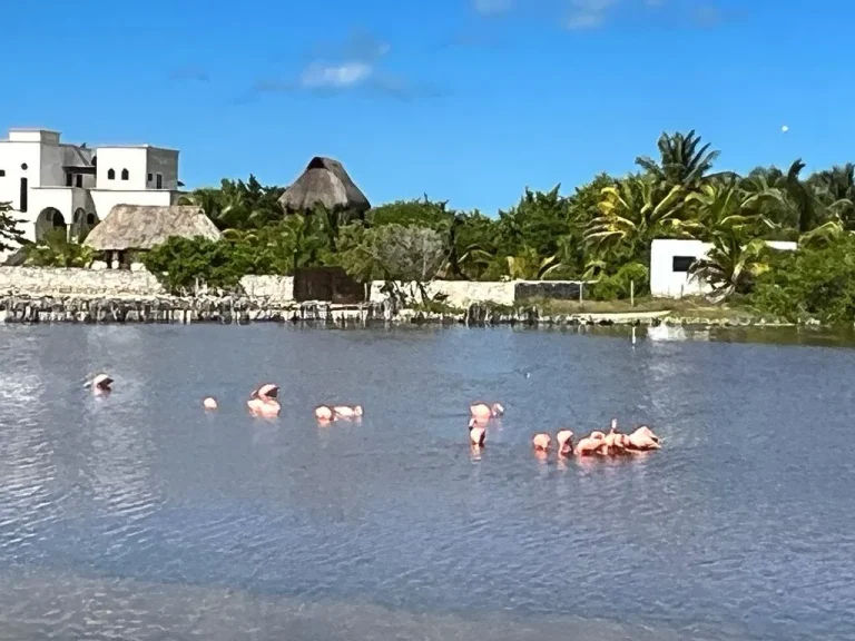 Grupo de flamencos rosados en aguas tranquilas, con palmeras, palapas y construcciones al fondo.