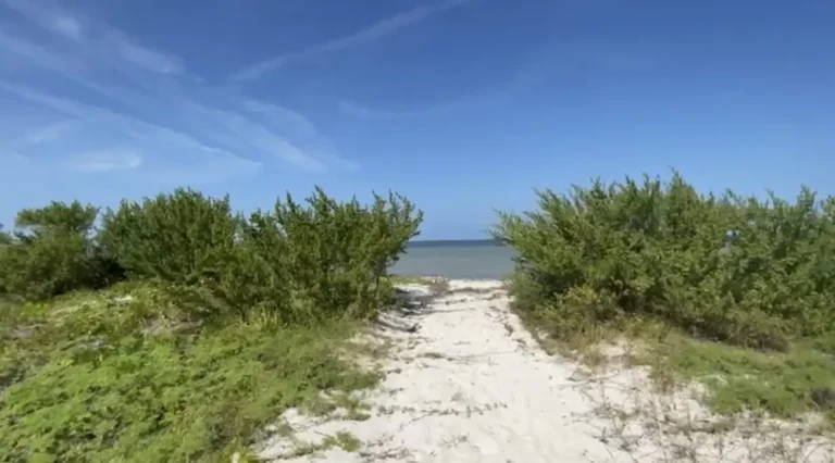 Sendero de arena blanca entre arbustos costeros, con el mar al fondo bajo un cielo azul.