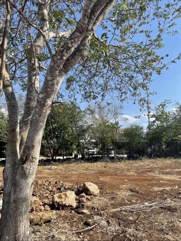 Árbol de tronco grueso en primer plano y terreno abierto con piedras, ramas secas y vegetación al fondo.