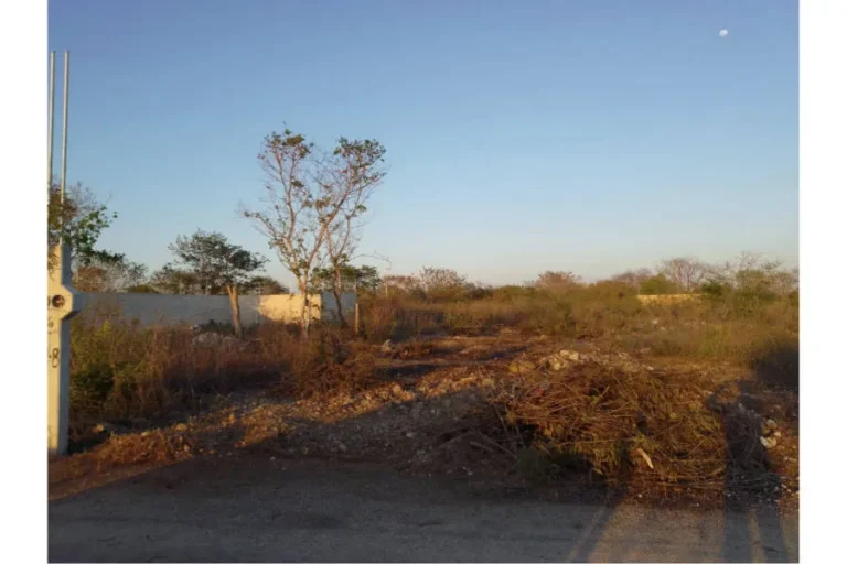 Terreno con maleza, árboles dispersos y ramas secas, junto a un muro bajo y un poste de concreto.